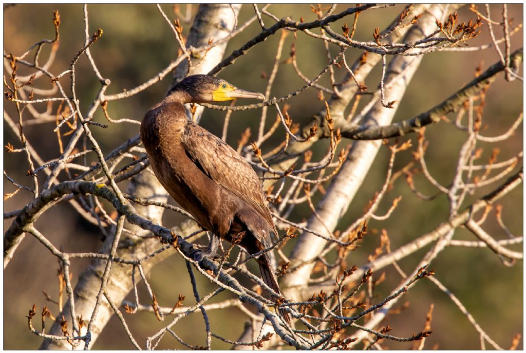 Cormorano marrone